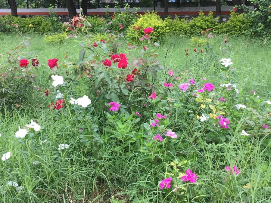 untamed Bermuda grass 1200